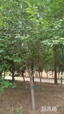 高度380厘米关山樱