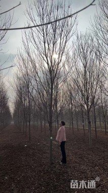 12公分美国红枫-红点