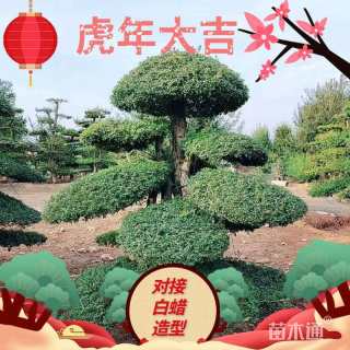 30公分对节白蜡