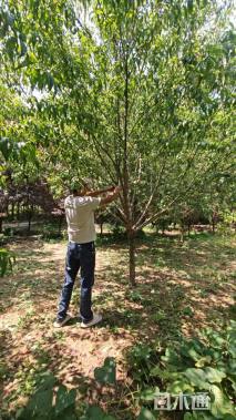 10公分红叶碧桃