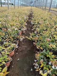 高度20厘米六道木