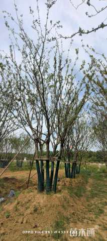 20公分丛生朴树