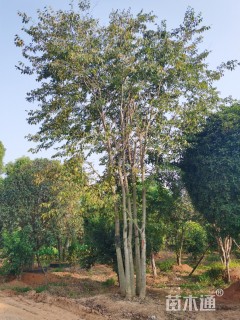 30公分朴树
