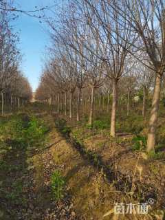 13公分绚丽海棠