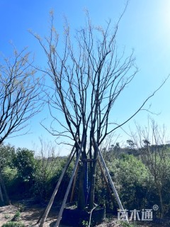 50公分(4杆)丛生朴树