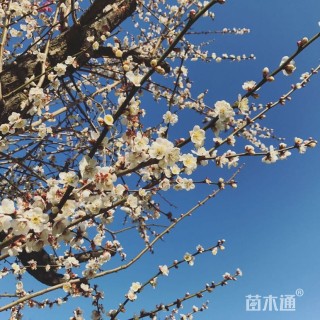 19公分梅花