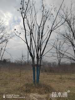 40公分(4杆)丛生栾树