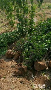 高度150厘米北海道黄杨