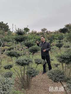 15公分造型女贞