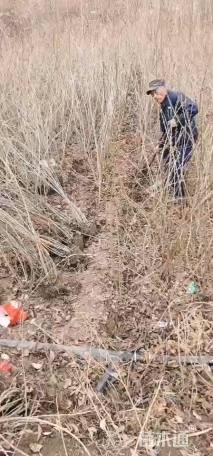 高度60厘米连翘