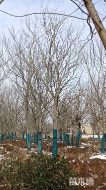 40公分丛生朴树