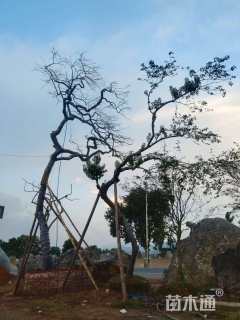 40公分红果冬青