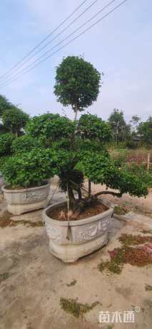 高度150厘米三角梅