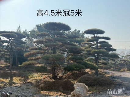 20公分造型油松