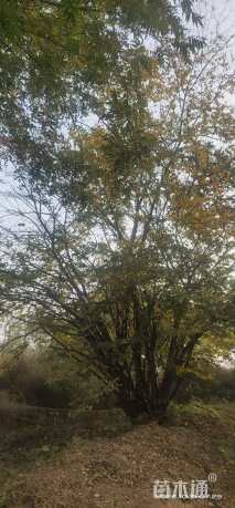 150公分(15杆)丛生朴树