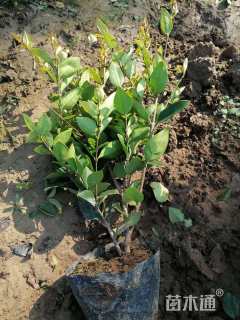 高度35厘米金森女贞