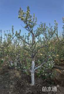 15公分八棱海棠