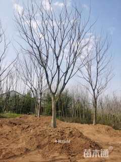 20公分朴树