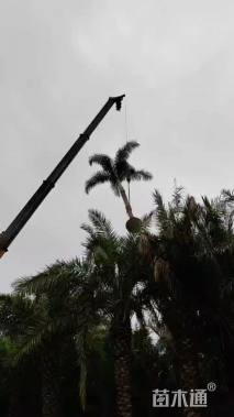 裸干高500厘米狐尾椰