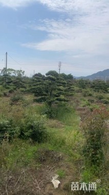 移栽苗造型罗汉松