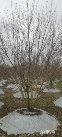 高度500厘米丛生元宝枫