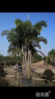 裸干高100厘米多杆狐尾椰