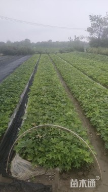 高度35厘米熊掌木小苗