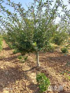 15公分垂丝海棠