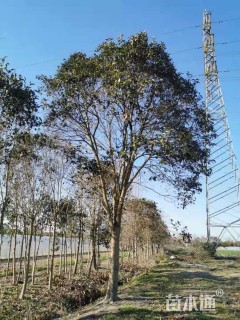 19.8公分大叶女贞