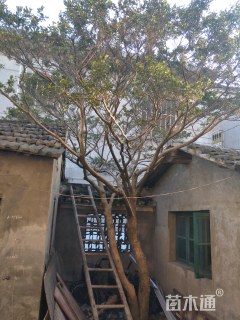 高度400厘米瓜子黄杨