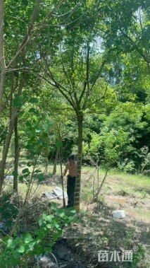 高度500厘米苦丁茶