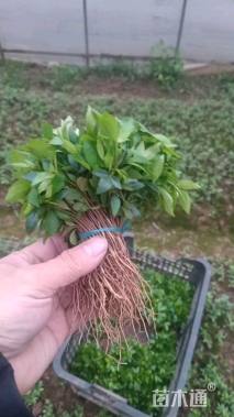 高度5厘米九叶青花椒