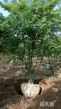 7公分(5杆)丛生朴树