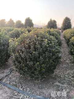 冠幅250厘米冬青球
