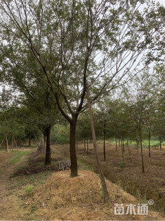 15公分朴树