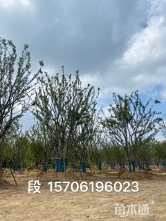 15公分(4杆)丛生朴树