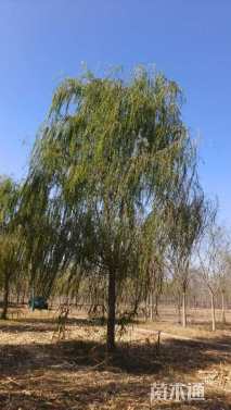 20公分速生垂柳