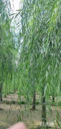 17公分西湖垂柳