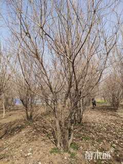 高度600厘米丛生黄栌