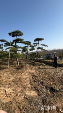 高度400厘米黑松