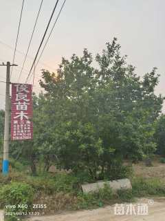 高度800厘米丛生蒙古栎