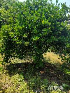 高度30厘米丛生胡柚