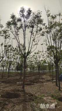 12公分栾树