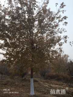 15公分金叶复叶槭