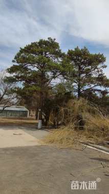 高度1500厘米樟子松