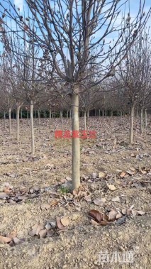 15.1公分二乔玉兰