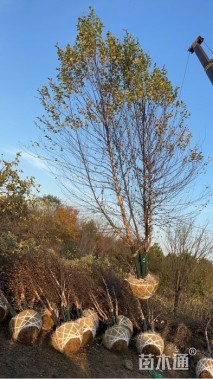 高度700厘米丛生河桦