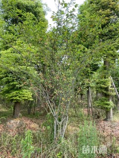 20公分金丝楠木