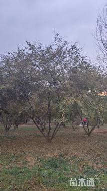 40公分(3杆)丛生朴树