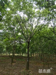 15公分朴树